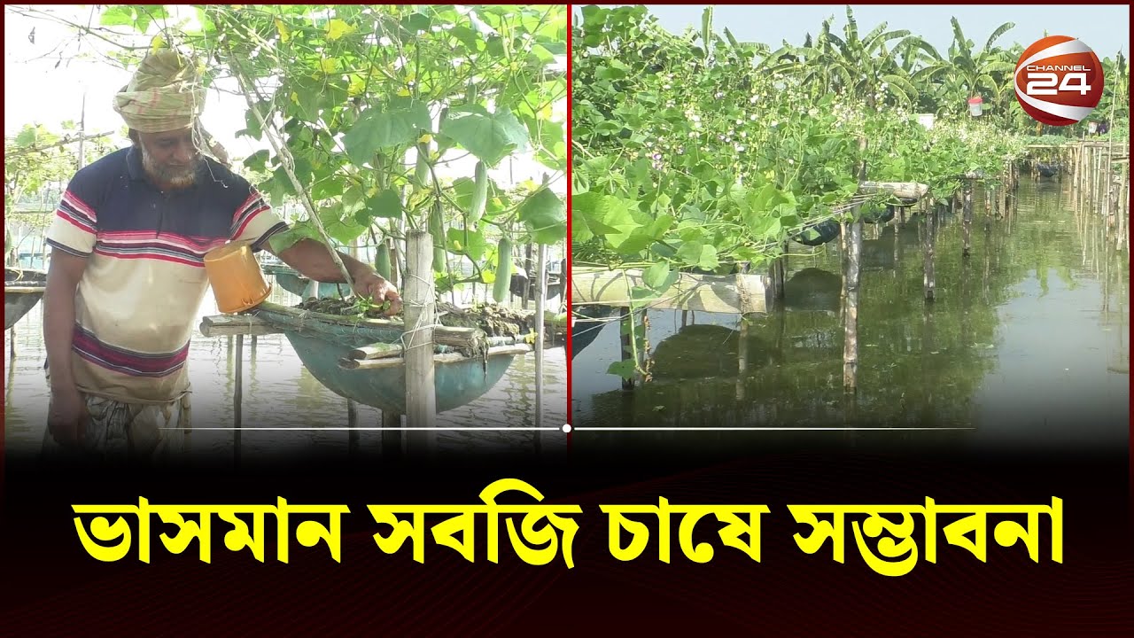 পতিত জমিতে ডালি ও বস্তা পদ্ধতিতে ভাসমান সবজি চাষে সম্ভাবনা | Natore | Vegetable | Cultivation