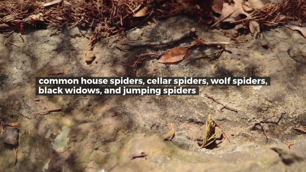 Spider Removal Toronto | Professional Spider Extermination for Homes & Businesses | Pesticon