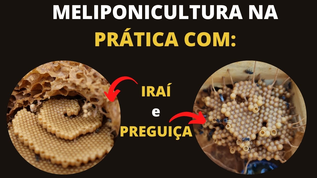 IRAÍ E MIRIM PREGUIÇA - DIVISÕES NA PRÁTICA