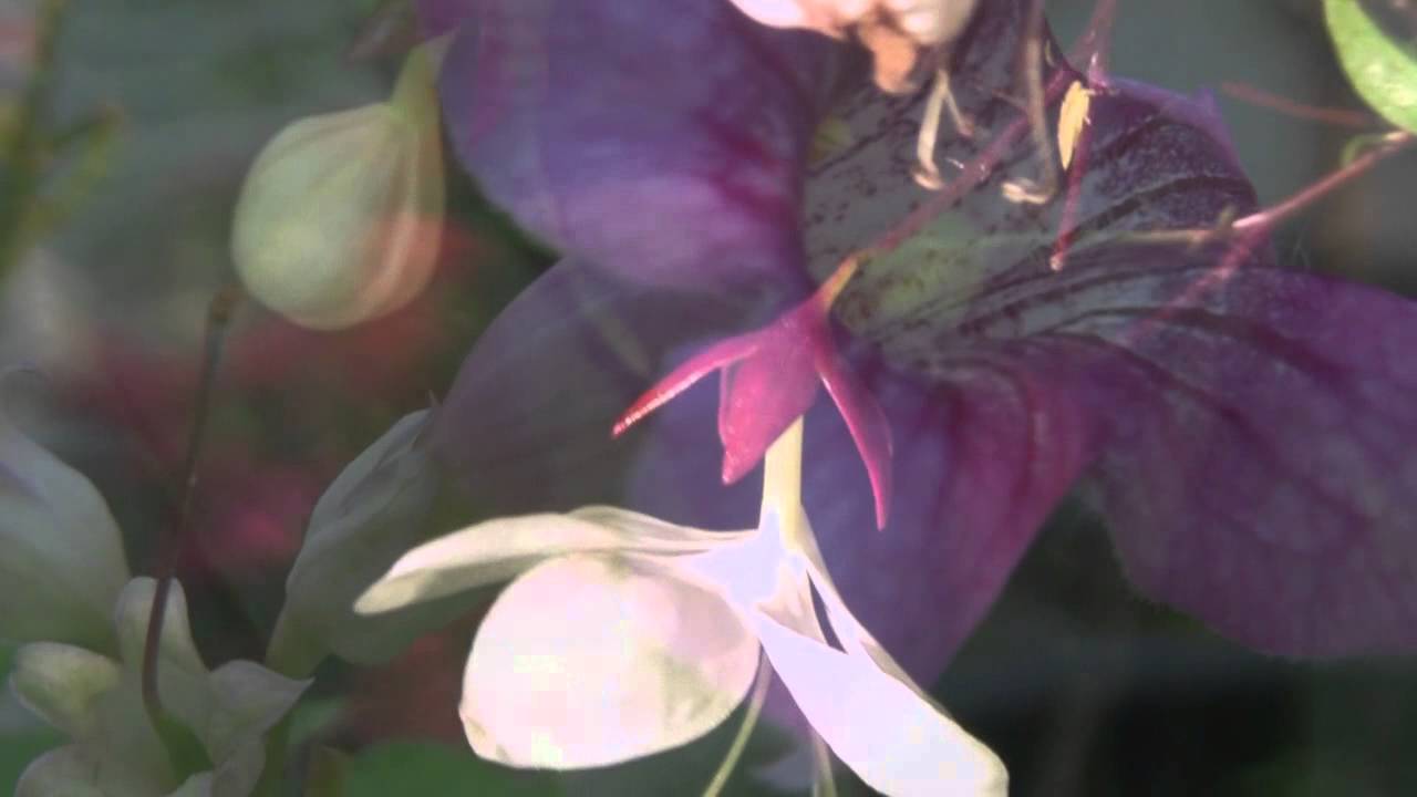 Flowers of Thailand Inspire Artists and Thrill Foreign visitors