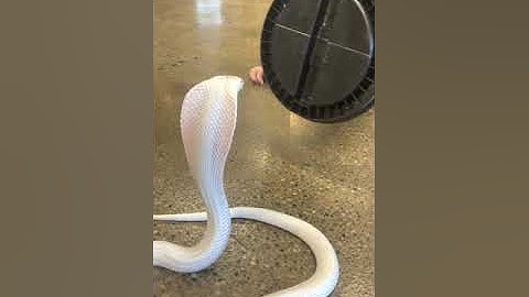 WHITE COBRA ATTACKS!! #SHORTS | BRIAN BARCZYK