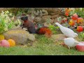 Relaxing Cat TV 🌿 Birds & Squirrels Nature Show for Cats | Ultimate Cat Entertainment