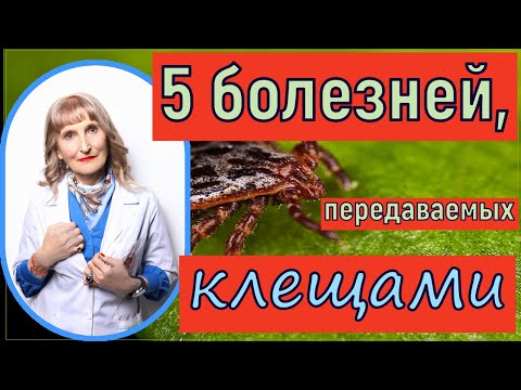 5 сезонных заболеваний , передаваемых Клещами