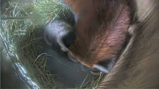 Red Panda Cubs Behind-the-Scenes