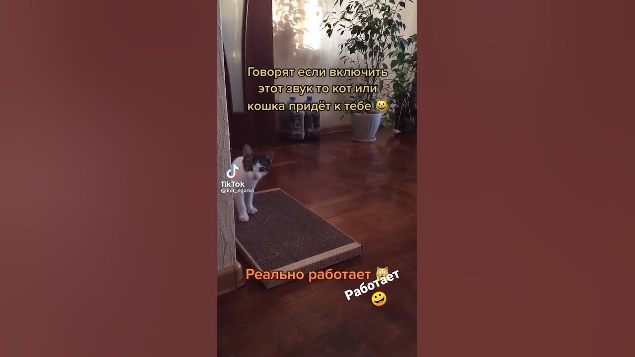 звук для кошки - YouTube