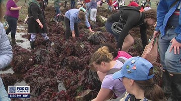 Seattle Aquarium naturalists educate public during low tides