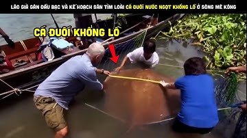 Lão Già Gân Đầu Bạc Và Kế Hoạch Săn Tìm Cá Đuối Nước Ngọt Khổng Lồ Sông MêKông | Review bắt hải sản