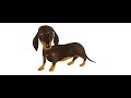 Come disegnare un cane bassotto, How to draw a dachshund