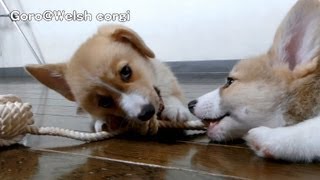 20130727 Part 4 cute corgi puppies, toy / おもちゃをカミカミするコーギー子犬