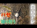 【やっぱり踊り狂う白いアレ】ハゼ釣り最強のエサを求めてvol.28