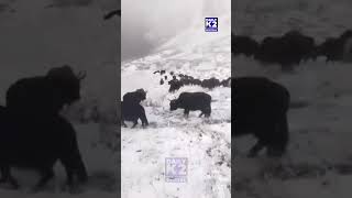 Heavy Rain & Snowfall in Gilgit Balitistan & Pakistan | Cold Wave Intensifies, More Snow Expected