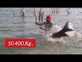 Amazing fishing  10400kg 2500kg kig size rohu fishes to single hook to catching