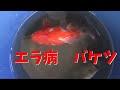 [最新] 金魚 エラ病 治療方法 309247-金魚 エラ病 治療方法