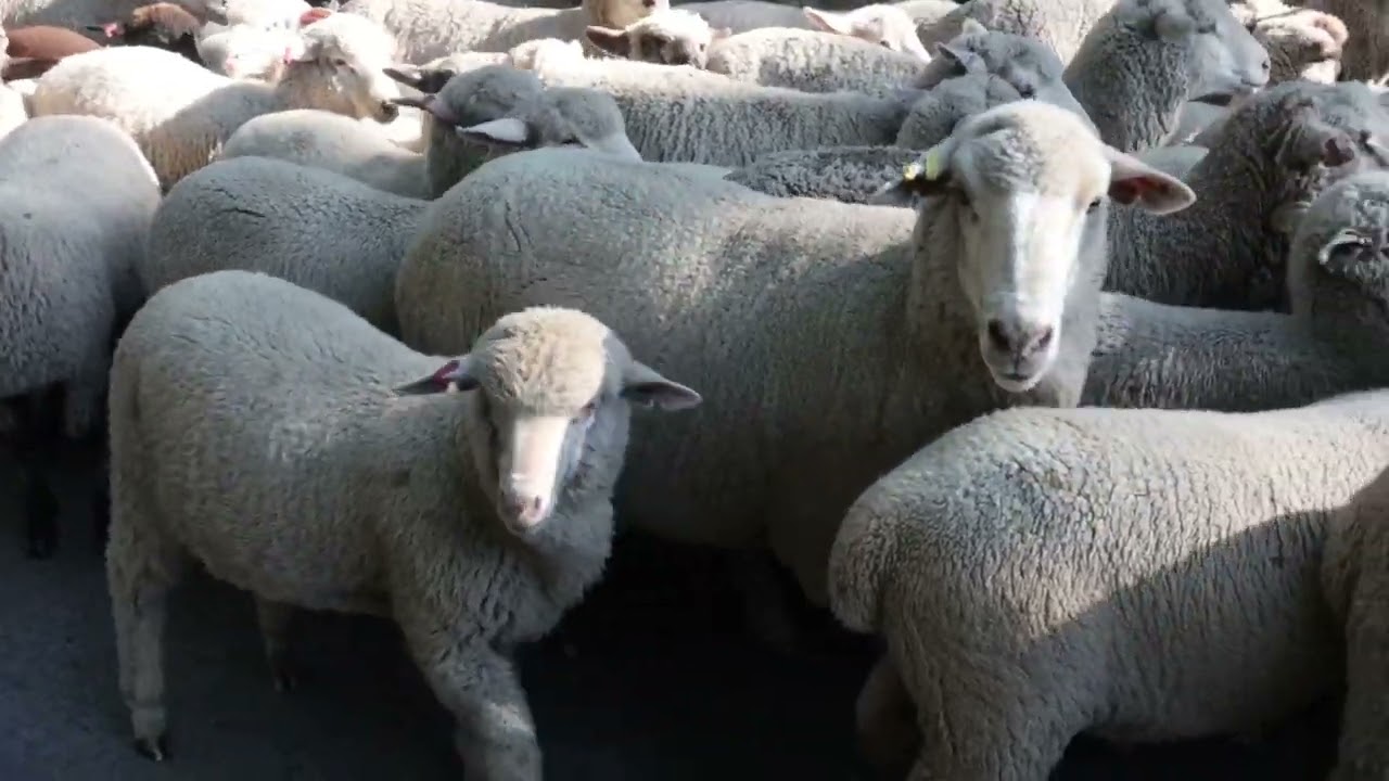 Video: Sheep are baaah-ck for Bayfield Heritage Days