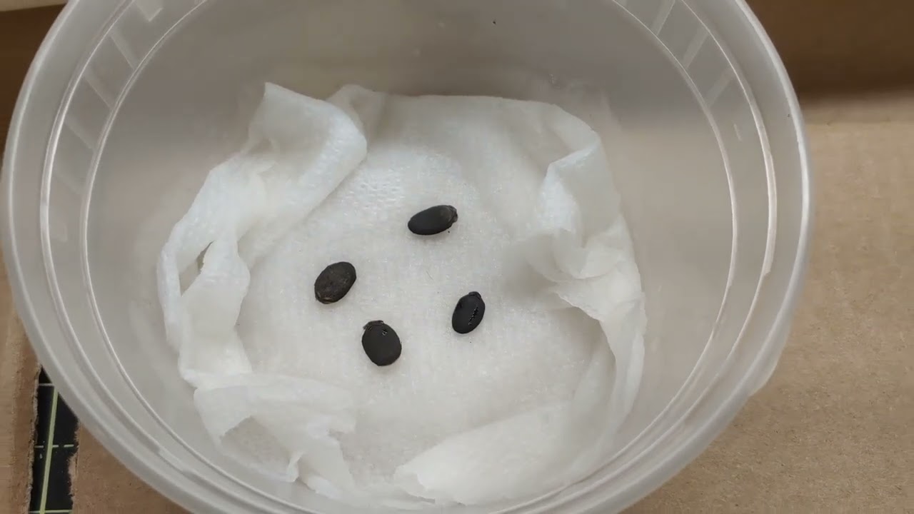 Our 2025 Garden | Starting winter squash, luffa and eggplant indoors