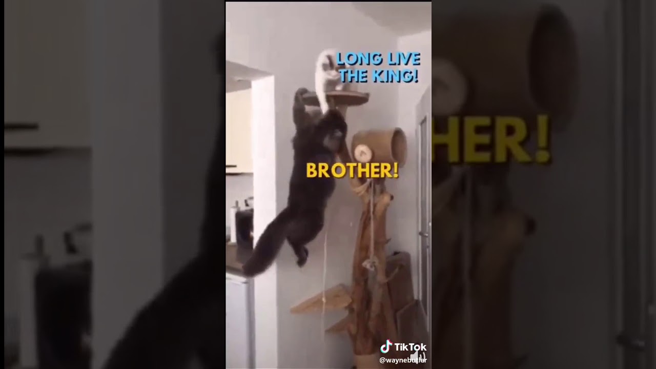 The Lion King but with Cats (Tik Tok) YouTube