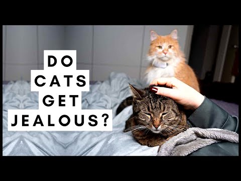 Do Cats Get Jealous?