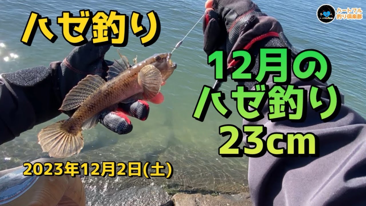 【ハゼ釣り】12月のハゼ釣り23cm 2023年12月2日
