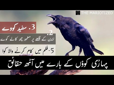 8 Facts about Ravens in Urdu/Hindi - YouTube
