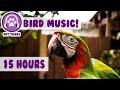 15 hours! How To Calm A Parrot! New Relaxing Music Has Helped Over 4 Million Pets - Pet Therapy