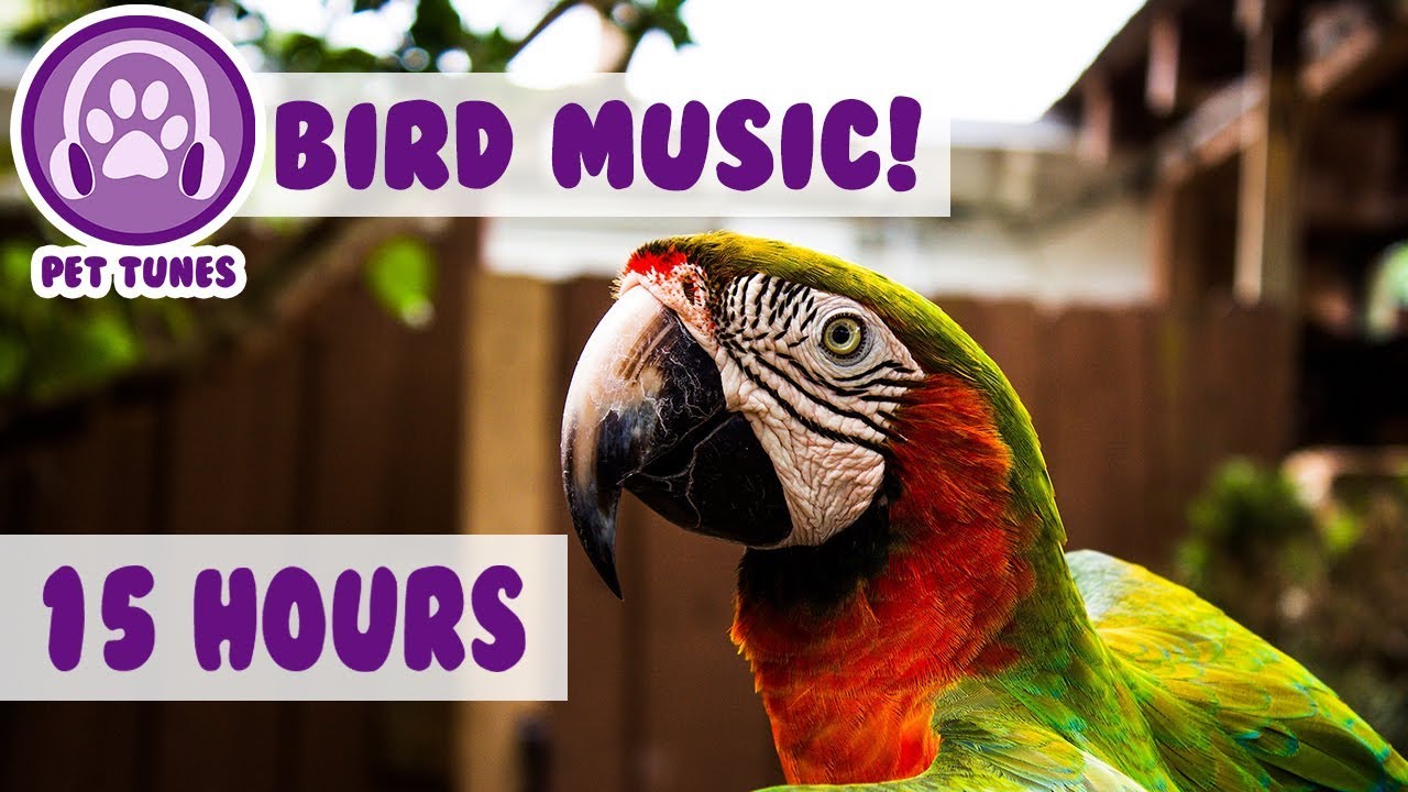 15 hours How To Calm A Parrot New Relaxing Music Has Helped Over 4 Million Pets   Pet Therapy