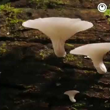 SWEET MUSHROOM , MAGIC MUSHROOM