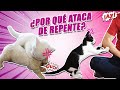 ¿Por qué tu GATO se vuelve AGRESIVO DE REPENTE? 🥊😾⚡ | CÓMO debemos ACTUAR con un gato agresivo