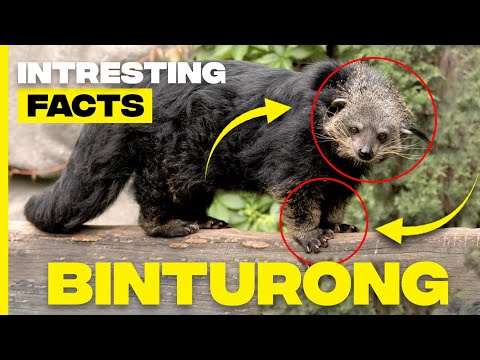 Discovering Binturong: Facts