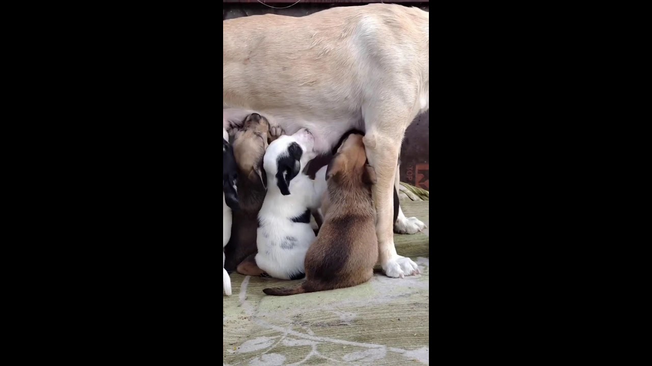 Loving Mother Dog Breastfeeding Her Puppies 🥺🥺❤️❤️ 