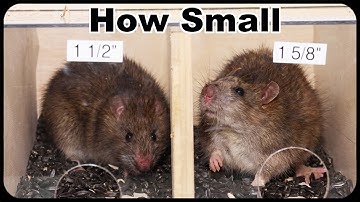 How Small Of Hole Can A Rat Squeeze Through ?  Smaller Than I Thought. Mousetrap Monday