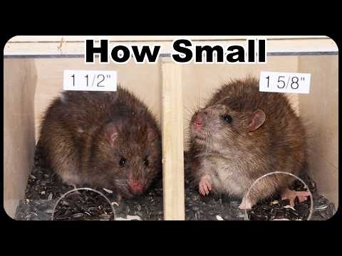 How Small Of Hole Can A Rat Squeeze Thorough?  Smaller Than I Thought. Mousetrap Monday