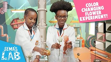 Color Changing Flower Experiment | Science Experiments For Kids | Sema