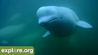 Fitz Facts - Belugas Whales in the Naknek River