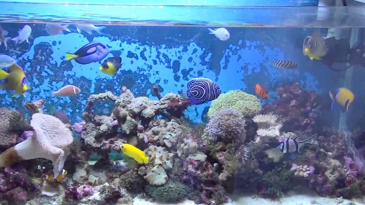 海水魚水槽 ヤッコ8匹混泳 13 7 9 Youtube