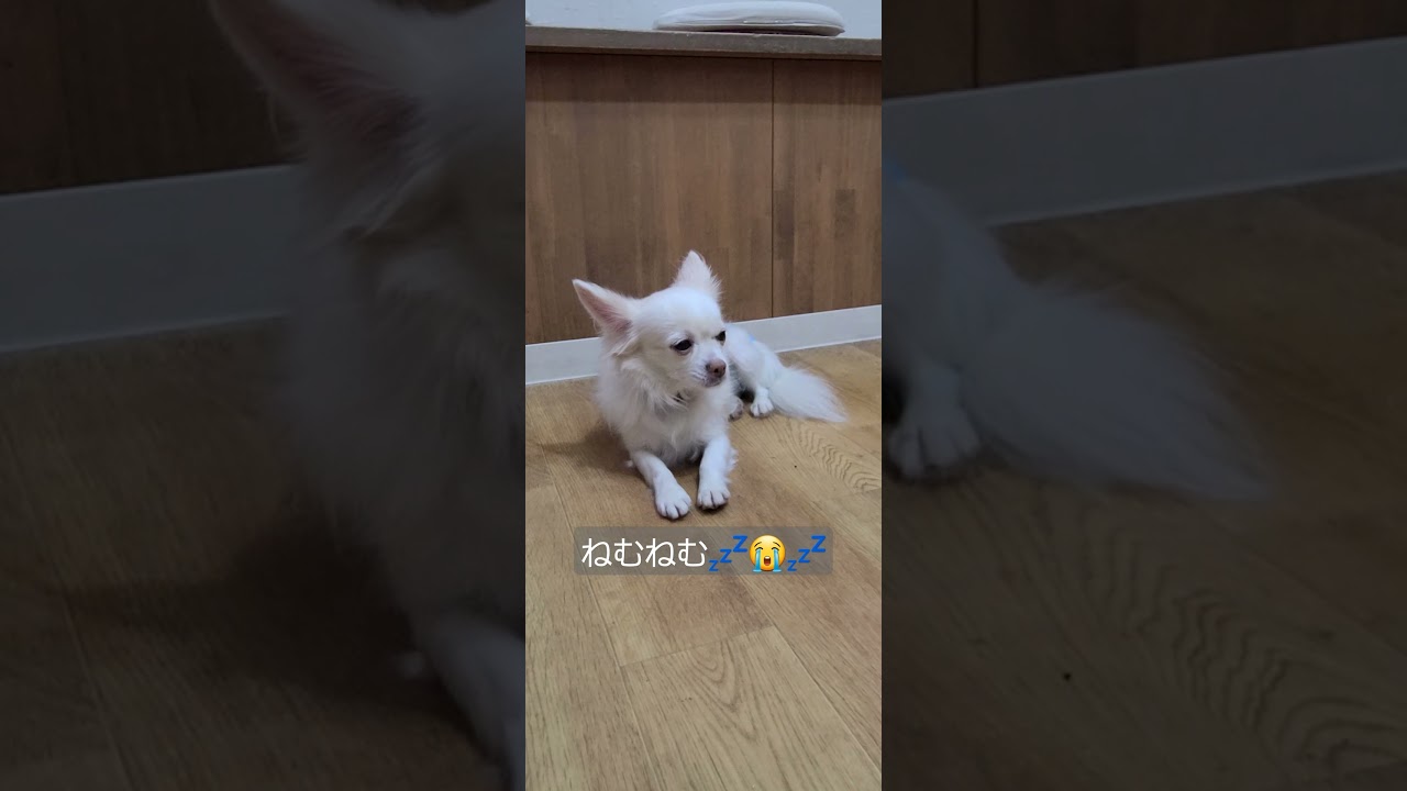 犬ふれあいカフェドルボム 暖かいカフェでシロちゃんはねむねむ チワワ大好き 保護犬 眠いチワワ 졸린치와와 유기견 오사카카페 Youtube 犬ふれあいカフェドルボム 暖かいカフェでシロちゃんはねむねむ チワワ大好き 保護犬 眠いチワワ 졸린치와와 유기견 오사카카페 Youtube