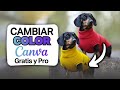 Como Cambiar Color Canva Gratis y Pro