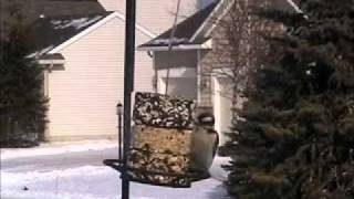 stackers.wmv by BirdWatchers 357 views 13 years ago 4 minutes, 13 seconds