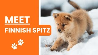 All About Finnish Spitz Dog Breed: AKC Approved