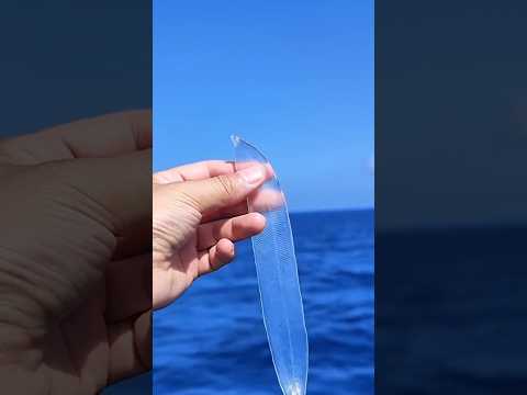 هذه السمكة الشفافة حيرت العلماء