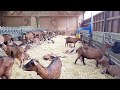 Кормление и питание молочных коз
