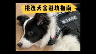养边牧前必看！靠谱犬舍挑选指南，做好功课让你买狗不再被坑—border collie Mia