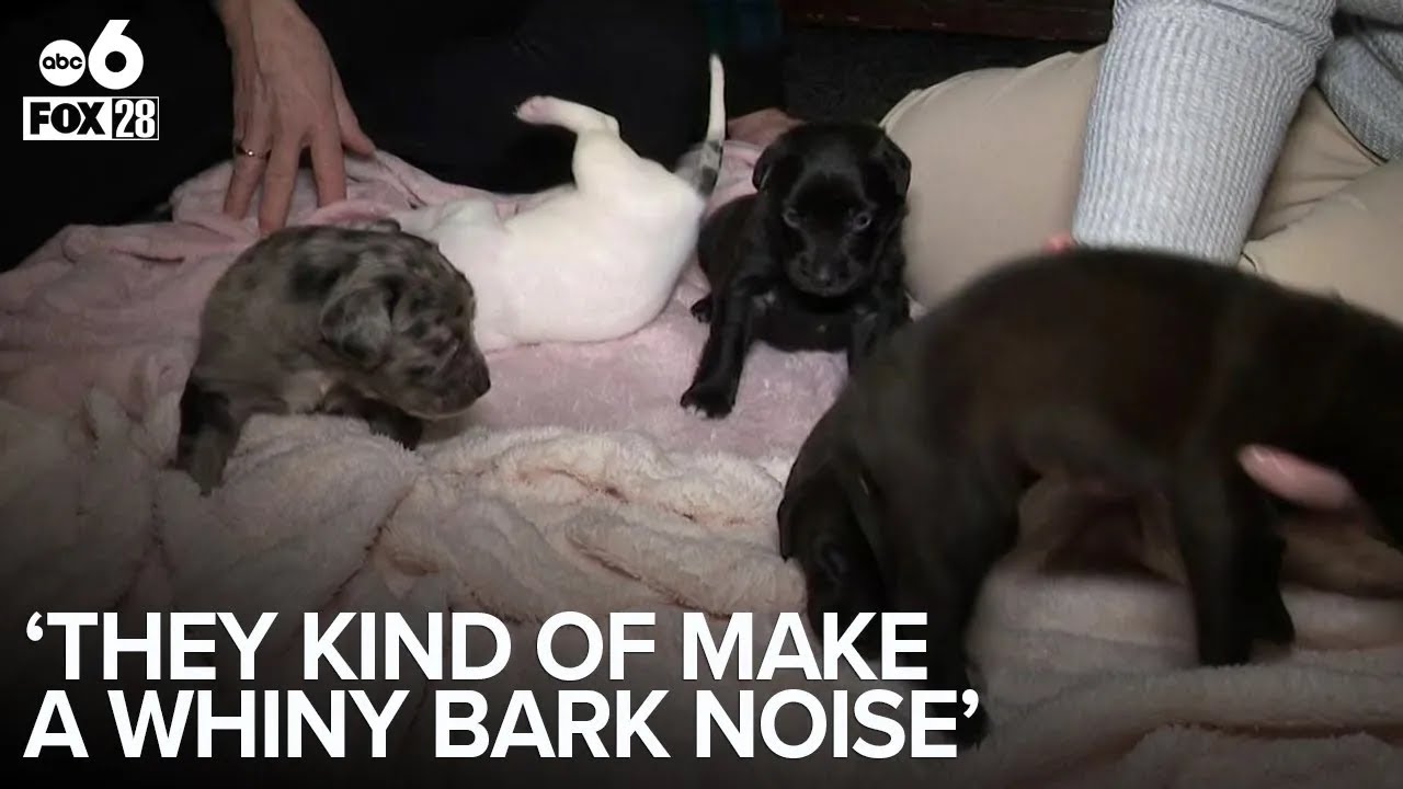 Shivering start, cuddly future: Morse Road miracle puppies warm hearts in foster care