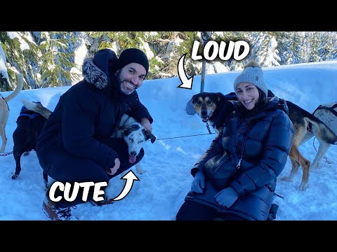 Dog Sledding Is Amazing! (Whistler, BC)