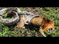 Lion vs Python ►Python&#39;s Tremendous Power! Big Cat Don&#39;t Escape From Python Swallowing