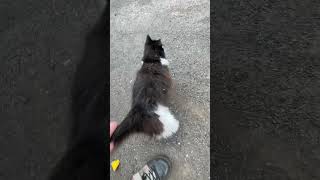 Bikes and Cats