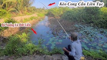 Câu Cá Ao Hoang , Đụng Bầy Cá Rô Phi Khủng Ăn Như Cá Nuôi Kéo Cong Cần liên Tục