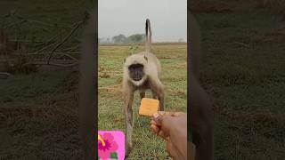 #monkey #funny #ramnaamsejagmaghai #monkeychallenge #lifeisbutadream #monkeymonkey #comedy