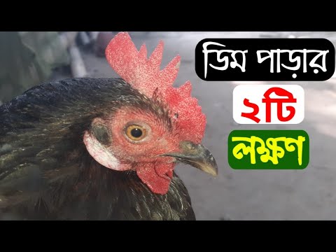 ভিডিও: কোচিন মোরগ কখন ডাকতে শুরু করে?