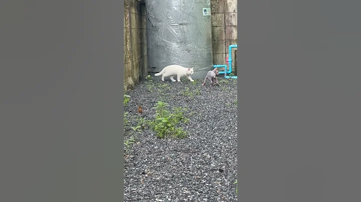 Video 7831361: sphinx hairless cat, cutest hairless cat, hairless cat babies, fluffy baby cat, cat hunting, adorable kitten, kitten playing