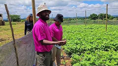 Bioslurry Living Lab Farmer Field Day Onderstepoort.